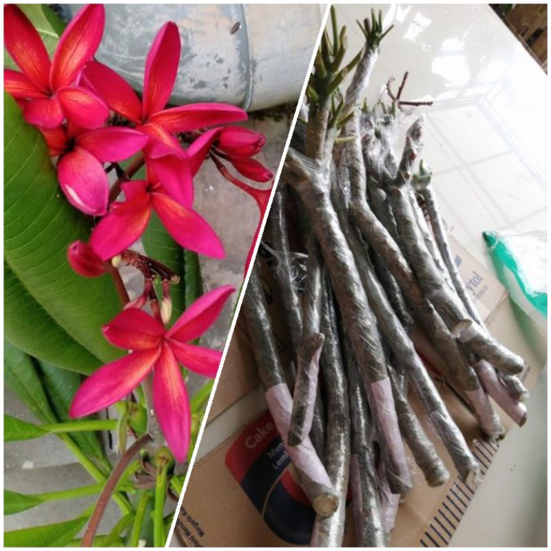 pohon kamboja bali bunga merah fanta / stek kamboja bali merah fanta