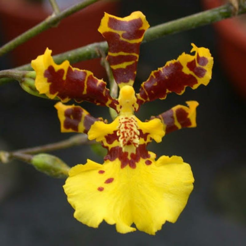 Anggrek Oncidium Golden Shower | Anggrek Oncidium | Onci
