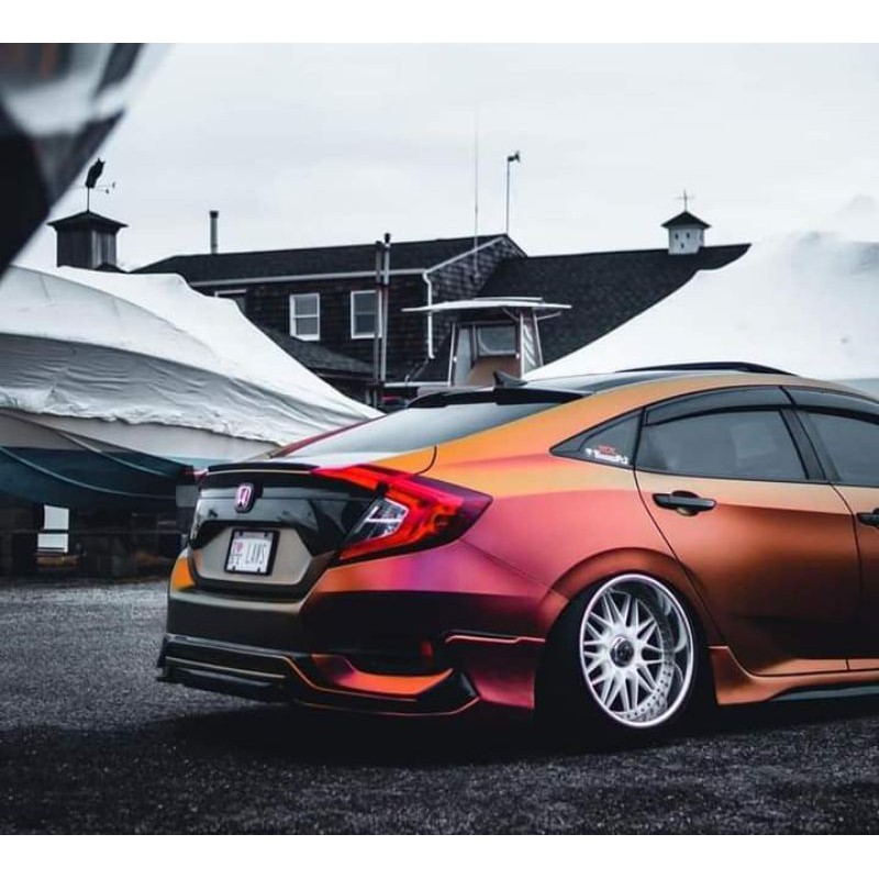 cat bunglon chameleon