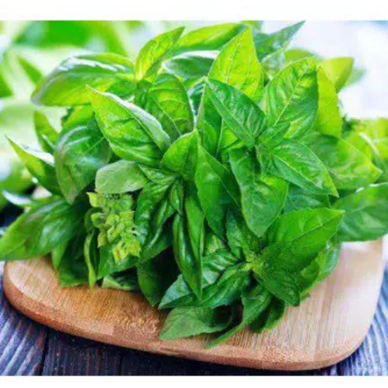 

daun kemangi segar