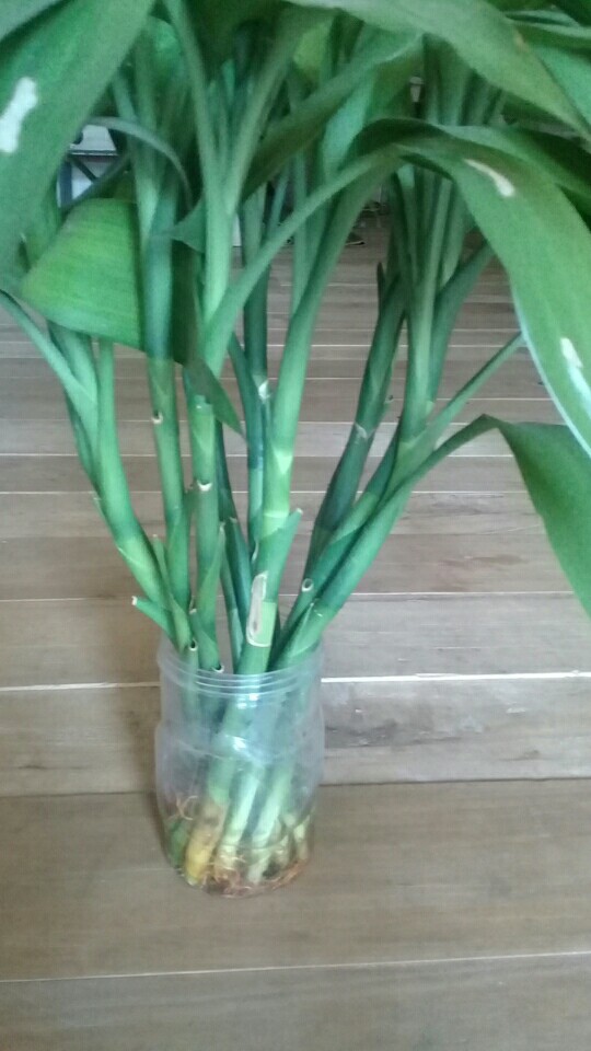 Pohon Bambu Hoki#sri Rejeki Per Item