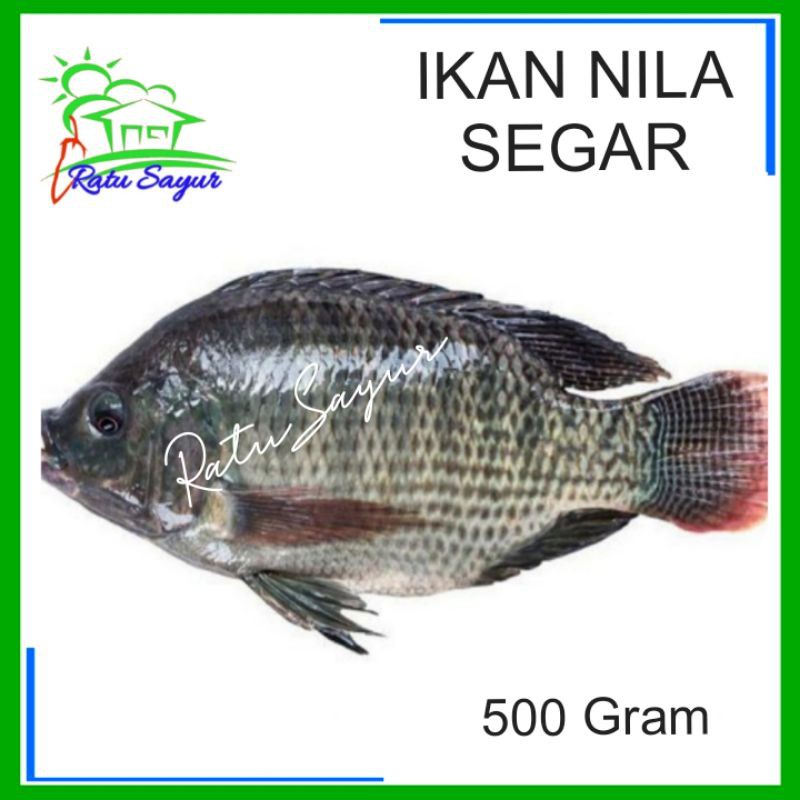 IKAN NILA SEGAR/Ratu Sayur .id