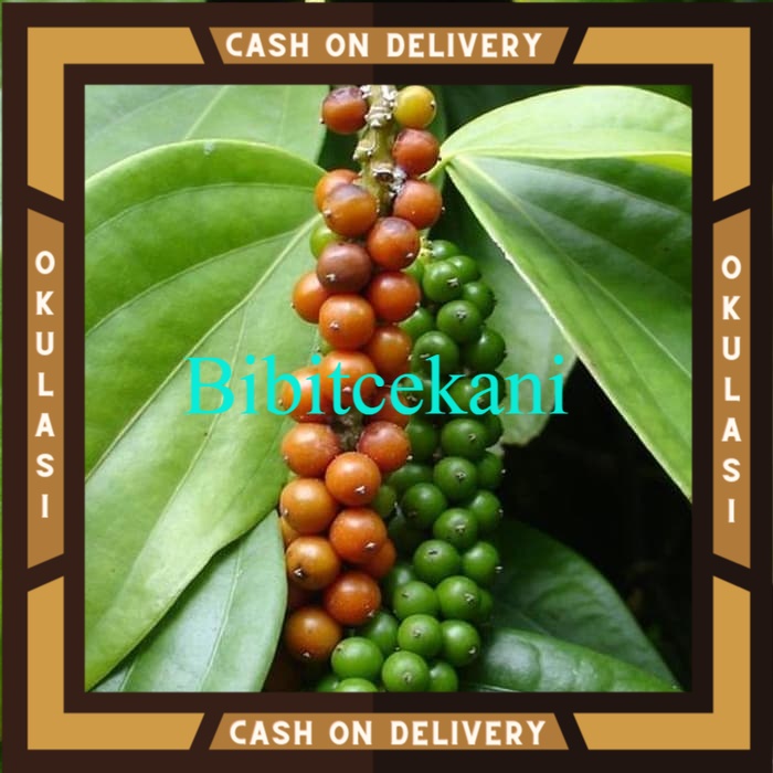 Bibit Buah Lada Perdu Okulasi Cepat Berbuah