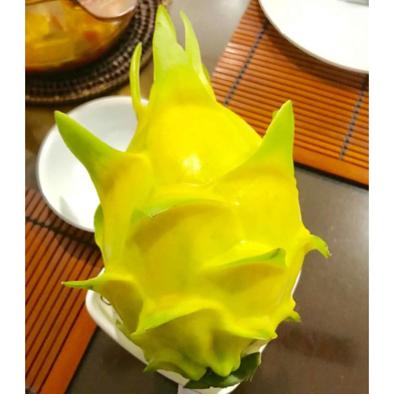 Bibit buah naga golden isis israel fresh stek