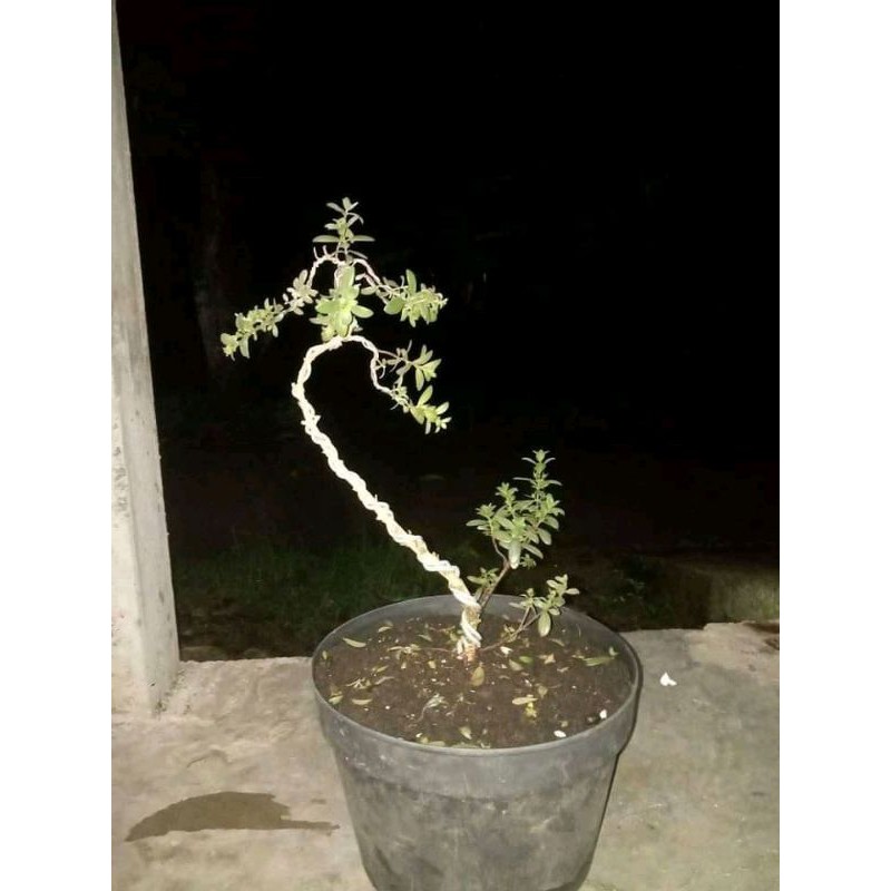 SANTIGI KARANG SUDAH KAWATAN.UKURAN MAME