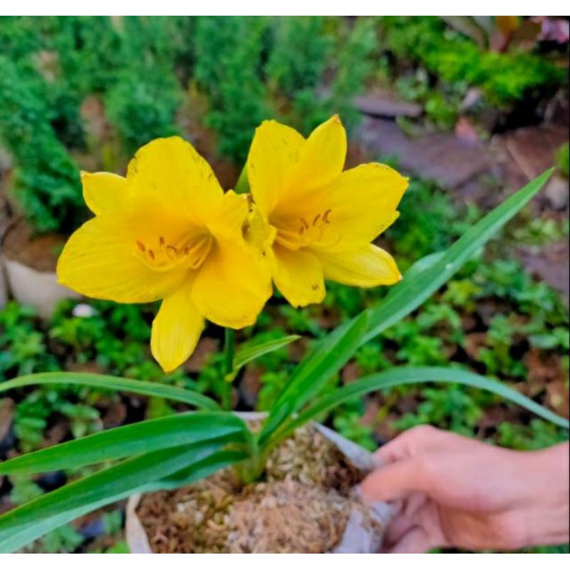 BIBIT TANAMAN HIAS BUNGA LILI BAWANG KUNING/LILI RAIN/LILI HUJAN ALDI TAMAN