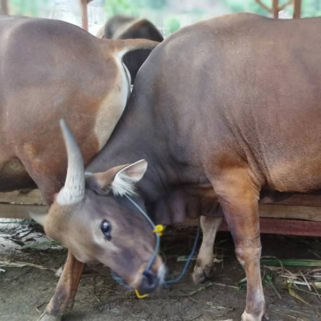 zulkarnainzulkarnain