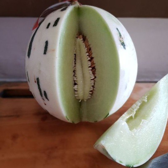 Bibit Unggul Melon Dalmatian | Benih Melon Dalmatian Wisata Agrotani