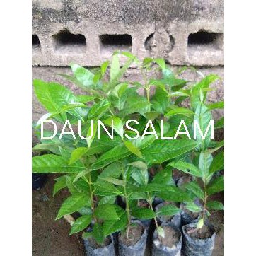 

daun salam