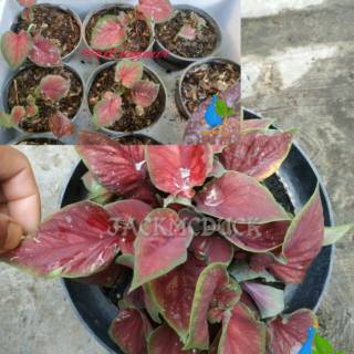 Caladium red  jaguar  daun ganda keladi  hias thailand 