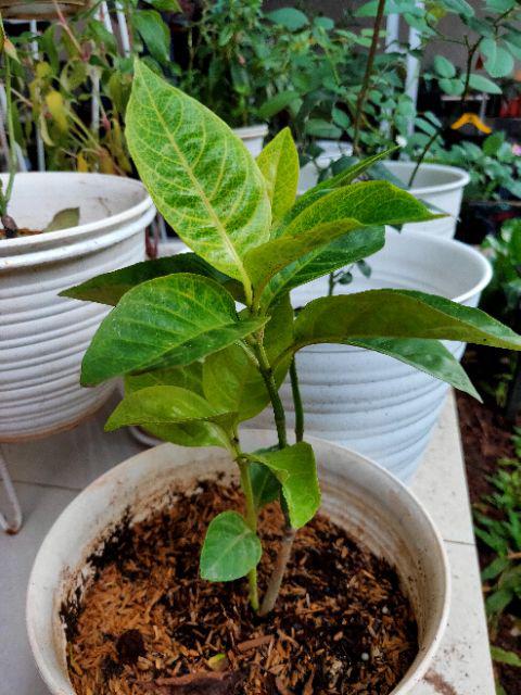 Tanaman Hias Bunga Melati Jepang