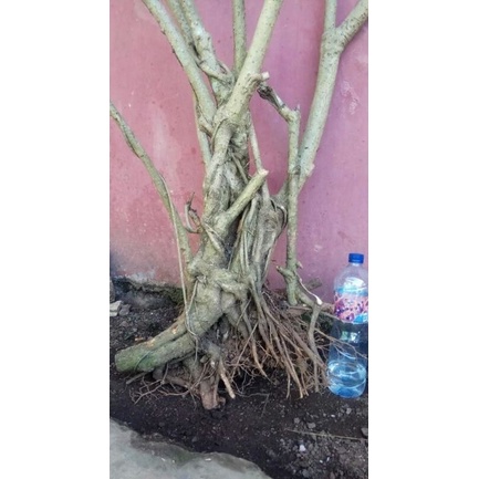 BAHAN BONSAI TLOGOSARI BERKARAKTER/ POHON TLOGOSARI DONGKELAN 100% ASLI DAUN 2,3,4 DAN 5