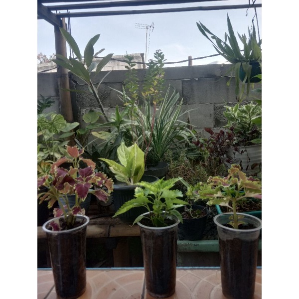 Tanaman Miana / Kembang Miana