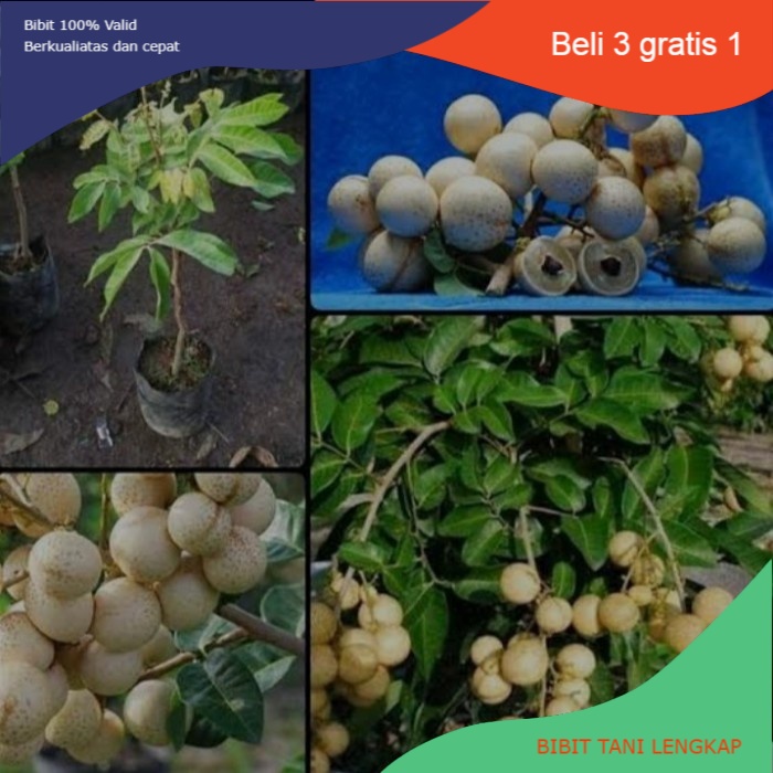 Bibit Buah Kelengkeng Matalada Kondisi Berbunga || Kelengkeng Matalada