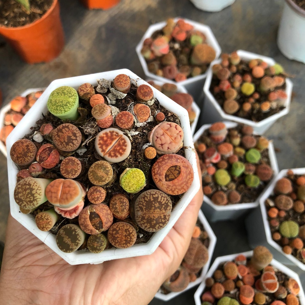 Lithops
