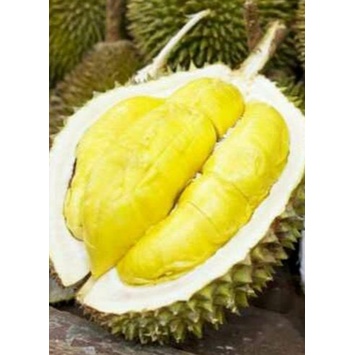 Bibit Buah Durian Matahari