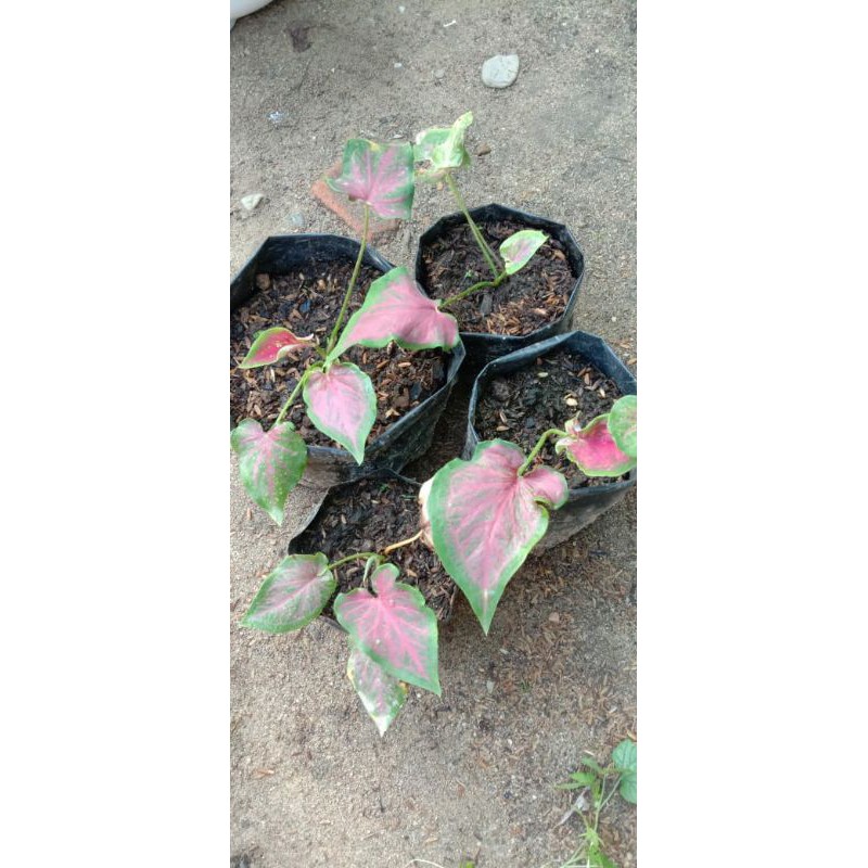 Caladium/Keladi Pink Rose