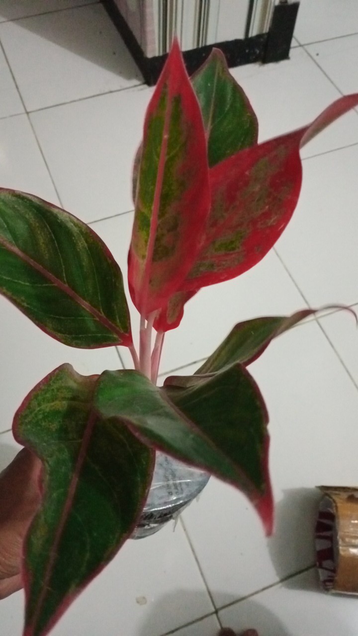 Tanaman Hias Aglonema Red Aurora / Aurora Merah / Siam Aurora