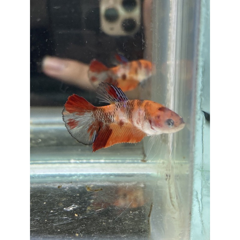 Cupang Female Nemo Leopard