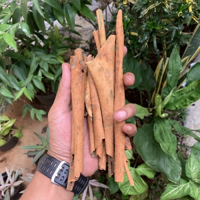 

Kayu manis batang