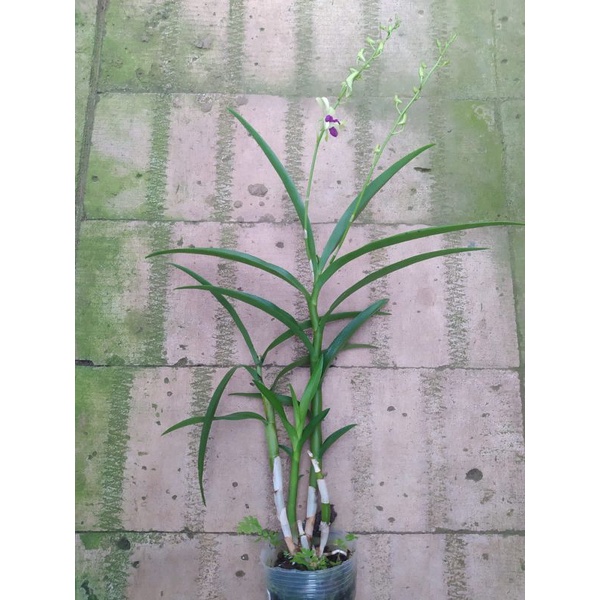 Dendrobium Dr. Uthai green