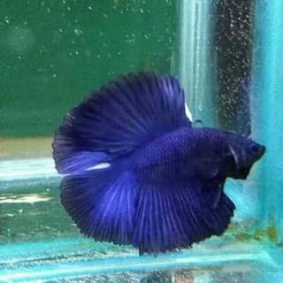 50 Koleksi Gambar Ikan Cupang Double Tail Gratis