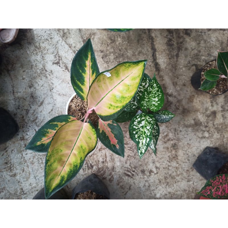 aglonema kocin dan dud white