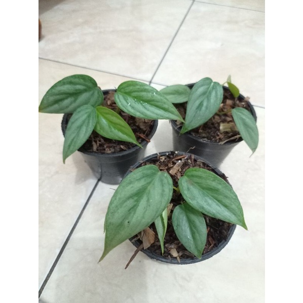 philodendron sodiroi