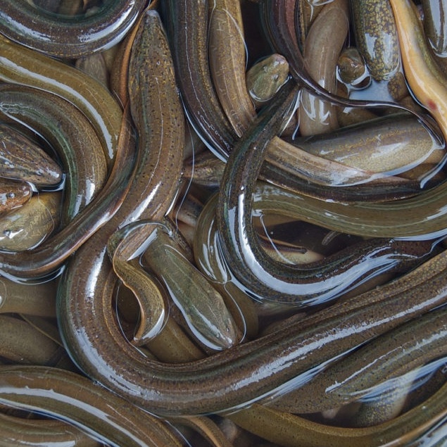 Belut Segar 1kg/ Ikan Belut Segar
