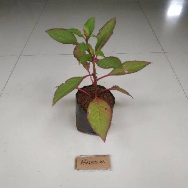 Bibit ginseng merah korea tanaman ginseng merah korea