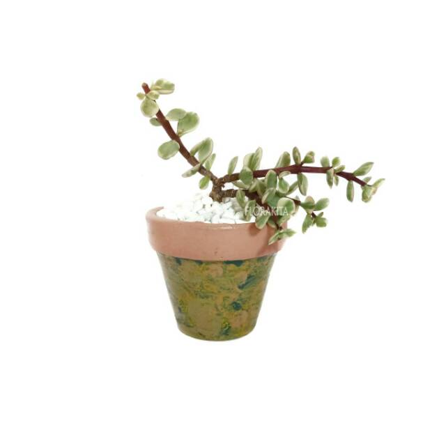 Pot Tanah Liat/Clay Pot Crea