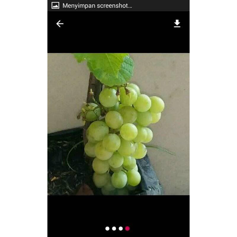 Bibit Anggur Hijau G3P
