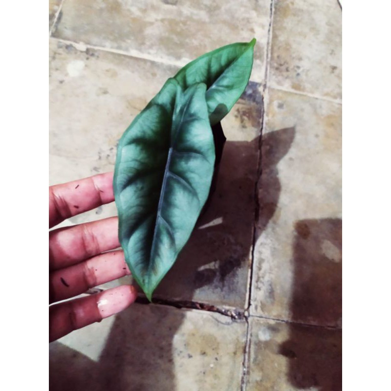 alocasia reversa rawatan