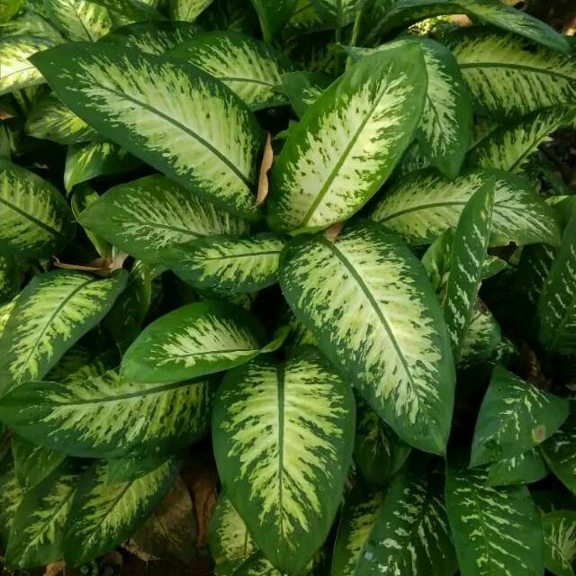 Belanceng zebra, difenbacia zebra, tanaman hias