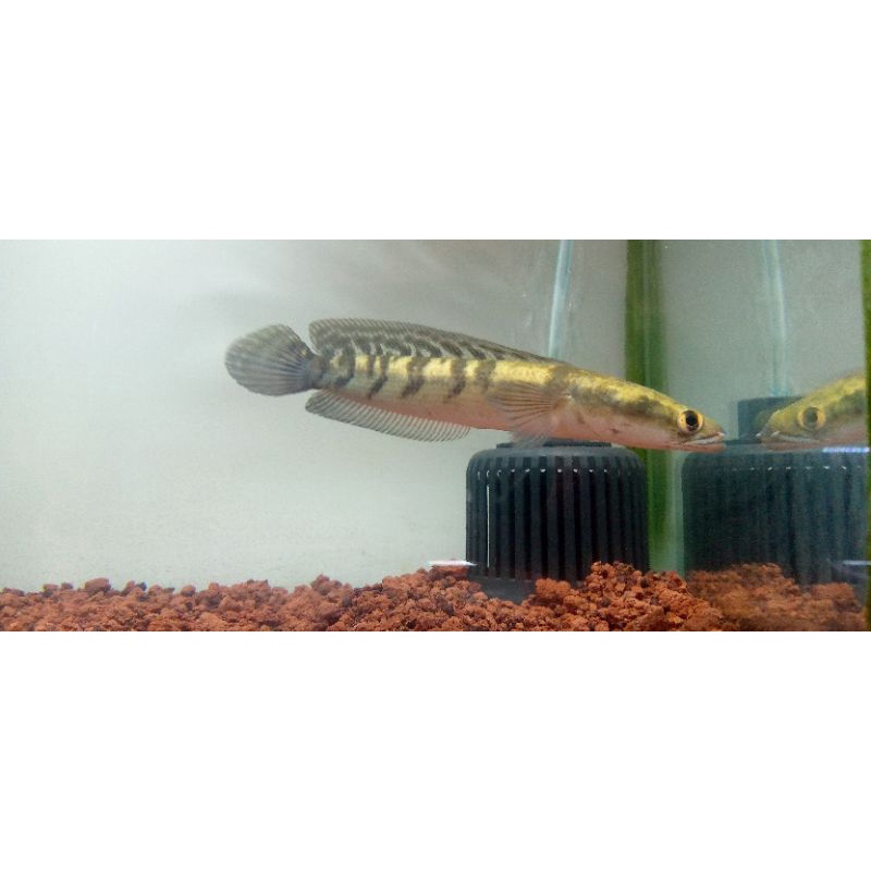 Channa Maru Yellow Sentarum 17-18CM