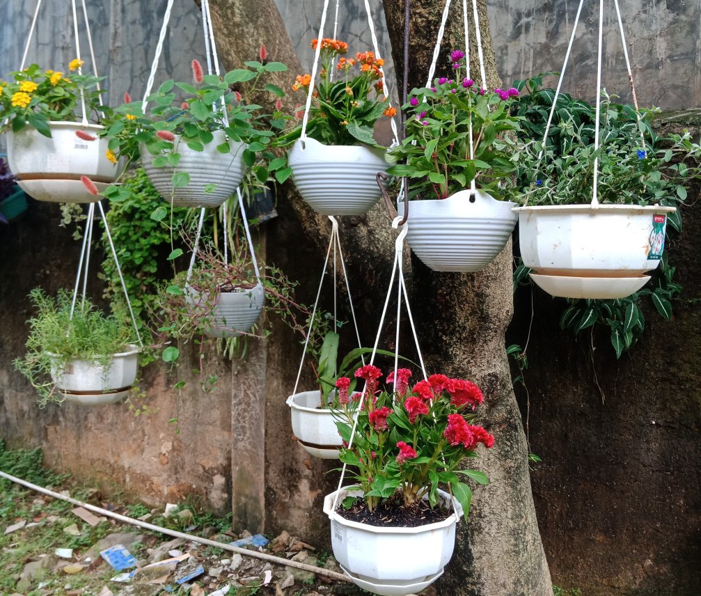 Tanaman Hias Jengger Ayam