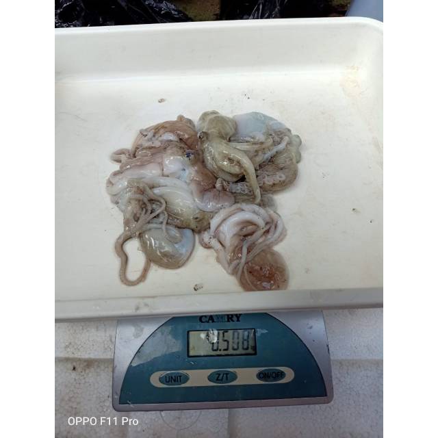 

Baby Gurita 1/2 KG