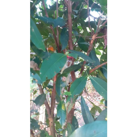 

jambu citra