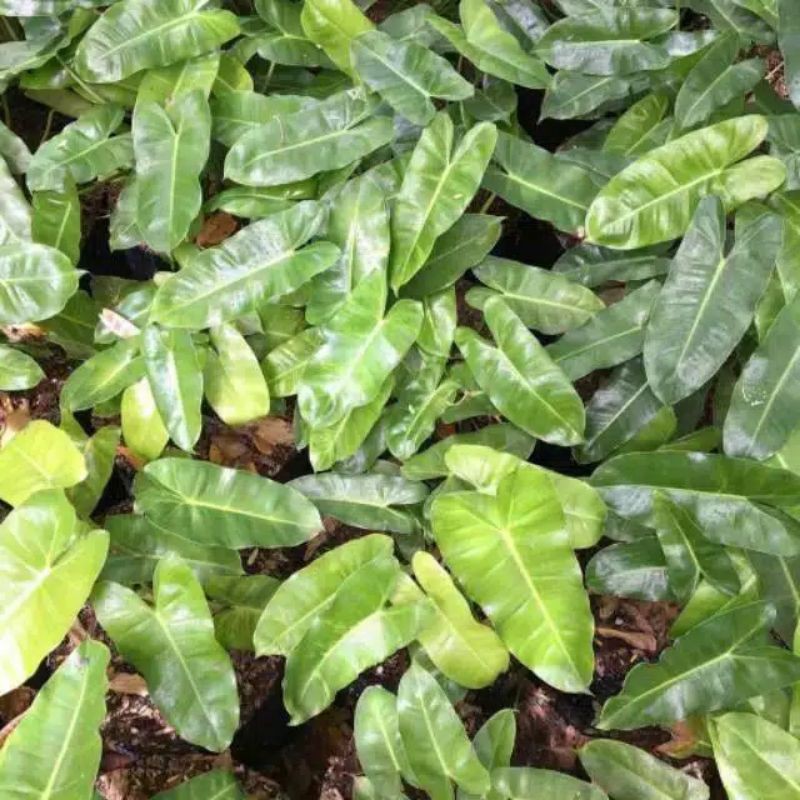 tanaman hias brekele / philo brekele / tanaman philo / brekele