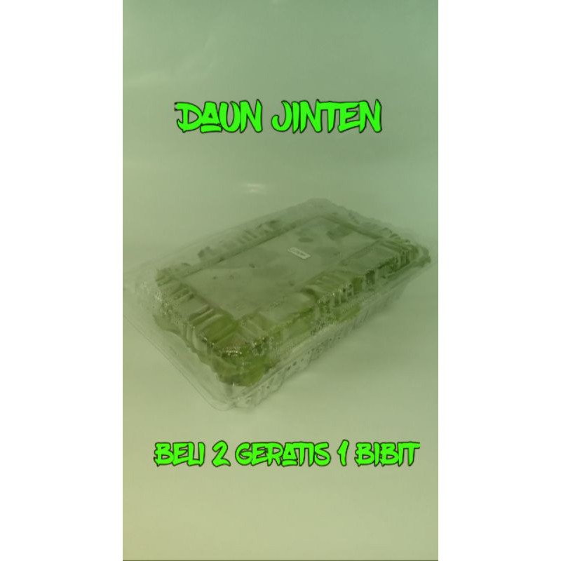 

Daun jinten / Jinten #tanaman herbal #herbal #kesehatan