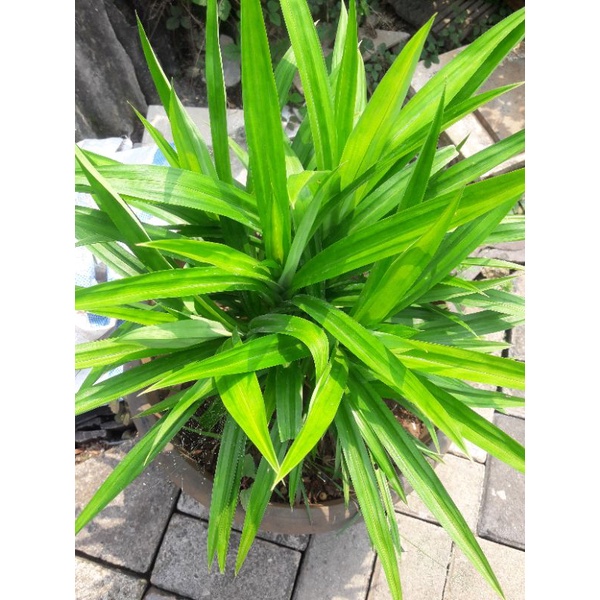 

Daun pandan