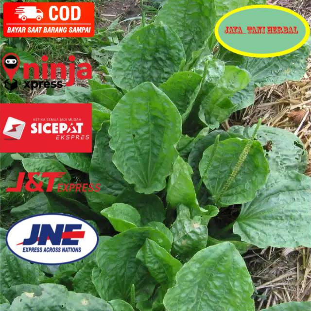 

Daun kiurat/ daun sendok organik 100gram siap petik Order di jaya_tani herbal