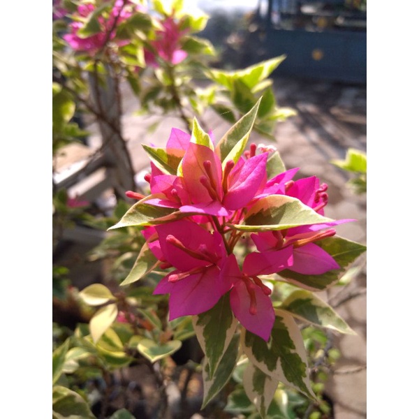 Bunga Bougenville Bugenvile / Bunga Kertas 3 Warna
