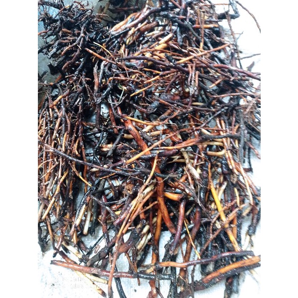 

Akar Aren herbal segar 1kg