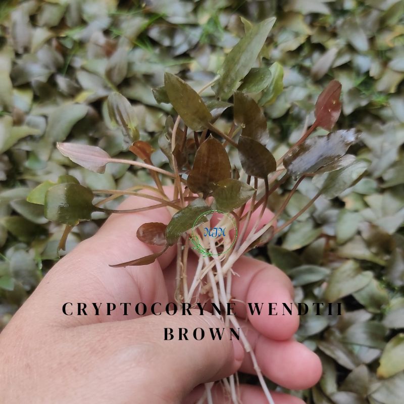 Cryptocoryne Wendtii Brown Tanaman Air Aquascape