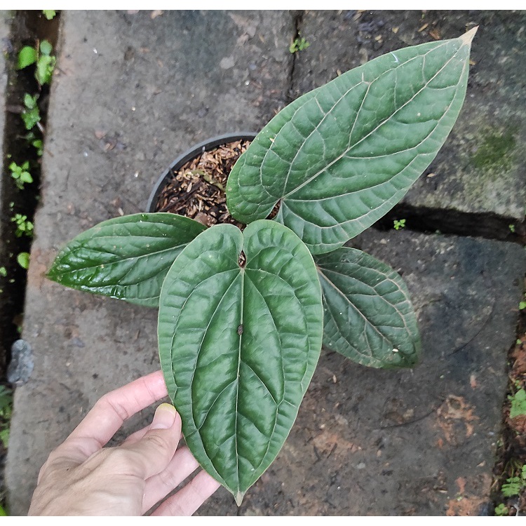 Tanaman Hias Anthurium Sirih / Anturium Radicans X - antorium sirih / Bibit Tanaman Hias Anthurium /