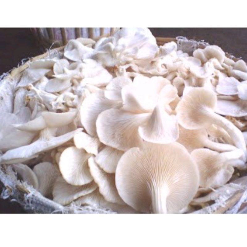 

jamur 250gr 7000