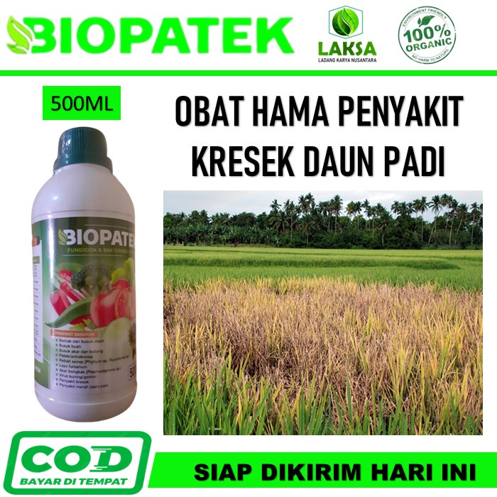 Biopatek Obat Padi Kuning Daun Paling Ampuh - Biopatek Obat Semprot Penyakit Kuning Daun Padi - Bakt