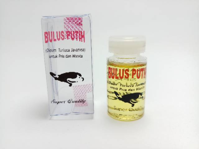 MINYAK BULUS PUTIH ORIGINAL