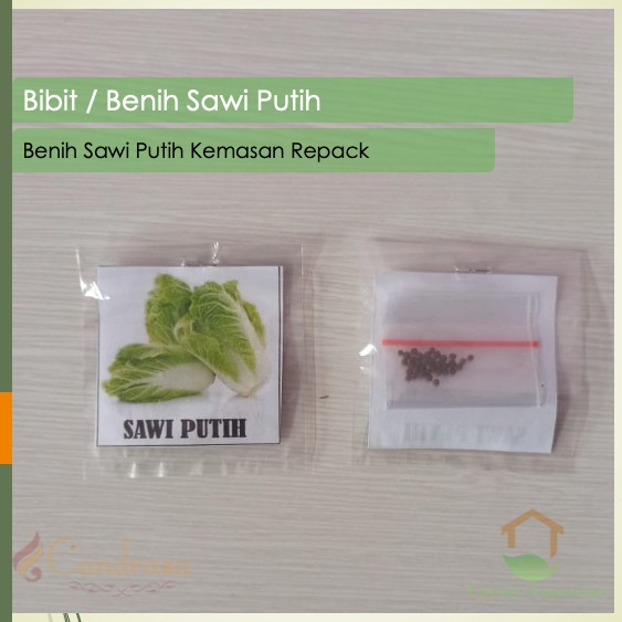 Biji Sawi Putih / Benih Sawi Putih / Benih Sayuran